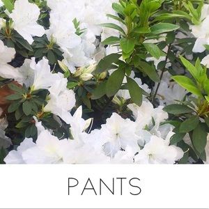 🌱PANTS🌱